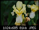 Wild Iris-wild-iris.jpg