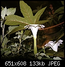 Poisonous plants - RicinusDatura.JPG (1/1)-ricinusdatura.jpg