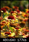 Prarie Flowers - 1 attachment-field-prarie-flowers.jpg