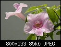 pandorea jasminoides-06162664www-mangl-.jpg