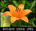 Tiger Lily-061607-017a.jpg