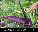 Voodoo Lily blooming - File 4 of 4 - voodoo lily 3.JPG (1/1)-voodoo-lily-3.jpg