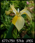 Iris pseudacorus v. bastardii [1/1]-pseudbast15.jpg