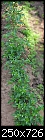 My vegetable garden - The Peppers-061807-022a.jpg