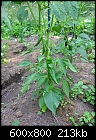 My vegetable garden - The Peppers-061807-029a.jpg