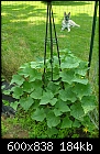 My vegetable garden - The cukes-061807-01a.jpg