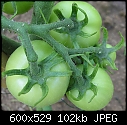 My vegetable garden - Tomatoes-061807-072a.jpg