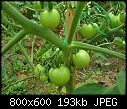My vegetable garden - Tomatoes-061807-061a.jpg