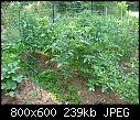 My vegetable garden - Tomatoes 2-061807-051a.jpg