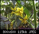 My vegetable garden - Tomatoes 2-061807-070a.jpg