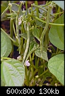 My vegetable garden - The Beans-061807-036a.jpg