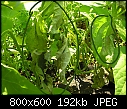 Beans problem-061807-035a.jpg