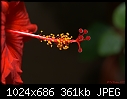 Red Hibiscus-red-hibiscus.jpg
