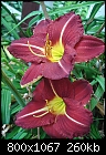 more pictures of me daylilies-6-18-07-055.jpg