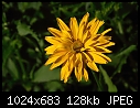 Perennial Sunflower - Heliopsis_5460.jpg-heliopsis_5460.jpg