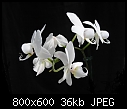 Phalaenopsis orchid-phalaenopsis-orchid3.jpg