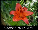 Lilies-06233899www-mangl-.jpg