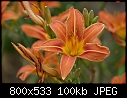 Lilies-06233796www-mangl-.jpg