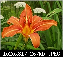 A lily-p6122774lily.jpg