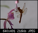 Insect on flower-dragonfly-dsc01000.jpg