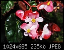 Begonia-begonia.jpg