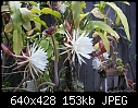 -epiphyllum-oxypetalumdsc01014.jpg