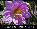 Is this another breed of Dahlia?-another-breed-dahlia.jpg