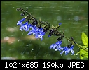 Salvia Guaranitica Black &amp; Blue-salvia-guaranitica-black-blue.jpg