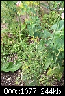 Reasons to grow lots of dill-dill-2.jpg