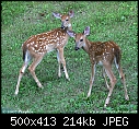 -fawns_two9514.jpg