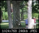 Tree Houses Etc  2007_0626-Trees-Houses--0017.JPG (1/1)   246K-2007_0626-trees-houses-0017.jpg
