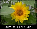 sunflowers-dscn9766.jpg