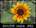 sunflowers-dscn9765.jpg