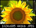 Sunflower-sunflower.jpg