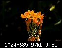 Odd orange flower-odd-orange-flower.jpg