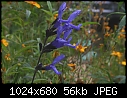 Salvia Guaranitica Black &amp; Blue-salvia001a.jpg