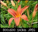 Our landscape/home - Day Lily-062907-003a.jpg