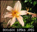 Our flowers - Day lily-070207-031a.jpg