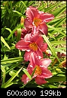 Our flowers - Day lily - RED-070207-035a.jpg