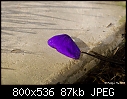 Click image for larger version

Name:	Angel Flower petal.jpg
Views:	213
Size:	86.9 KB
ID:	6338