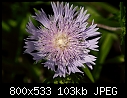 Click image for larger version

Name:	Stokesia-Blue Danube_5525.jpg
Views:	109
Size:	103.2 KB
ID:	6342