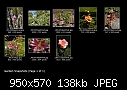 Some Snapshots from My Garden - File 1 of 9 - Index1.jpg (1/1)-index1.jpg