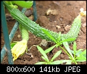 Scenes from my veggie garden - The Watermelon!-070407-033a.jpg