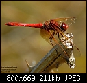 Scenes from my veggie garden-_rel0528ruby-meadowhawk-dragonfly-email-ii.jpg