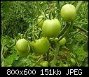 My Veggie Garden - tomatoes-070407-015a.jpg