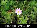 I.D.  Help needed (1/1)-little-pink-flower.jpg