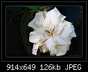Click image for larger version

Name:	b-0034-hibiscus-04-07-07-30-400.jpg
Views:	196
Size:	125.9 KB
ID:	6364