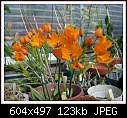 Odd orange flower-ornithogalum-dubiumdsc00640.jpg