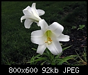 Japanese Lily-070507-025a.jpg