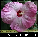 Click image for larger version

Name:	PiePlateHibiscus.jpg
Views:	286
Size:	385.8 KB
ID:	6388
